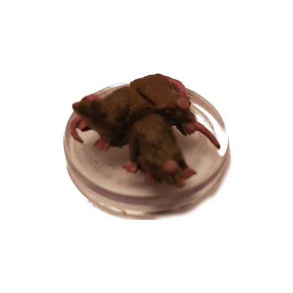 D&D Icons of the Realms Miniatures: Mordenkainen Presents Monsters of the Multiverse - Cranium Rats (#7)
